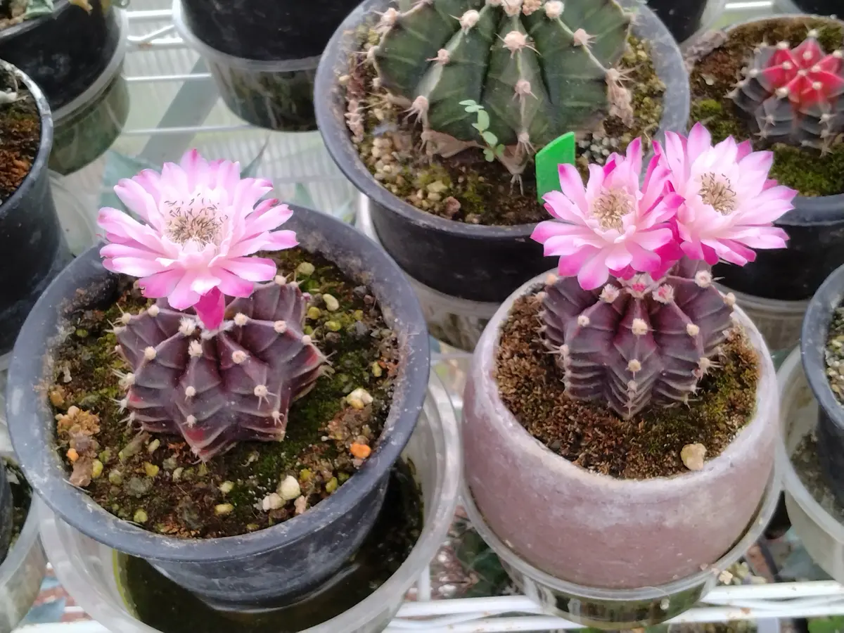 花サボテン バーミリオン 他2点 2番花？花サボテン - さぼてん・多肉観察日記