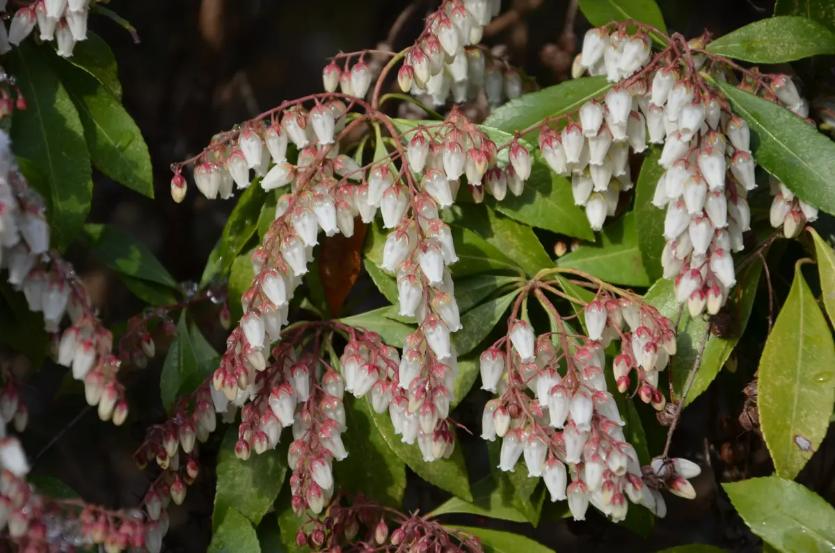馬酔木（あせび）｜園芸日記by赤いハナミズキ｜みんなの趣味の園芸｜136219