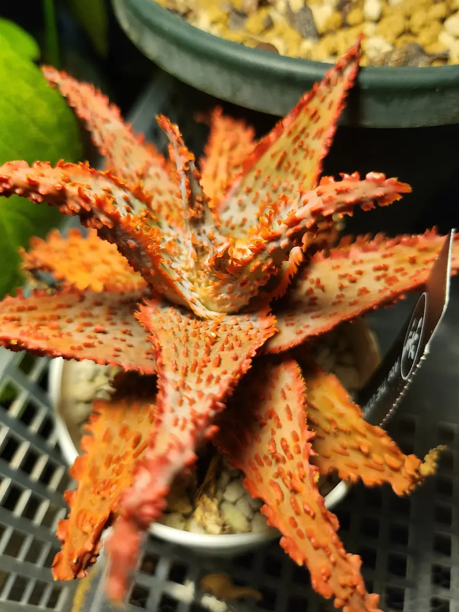 激レア！　アロエ　マクラータ錦　（マキュラータ錦） 楽天市場】多肉植物：アロエ マクラータ *幅26cm ※葉焼けあり