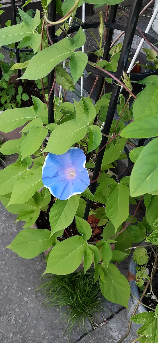 【N2点おまとめ】ぼかし朝顔・花薬玉ライムグリーン絞り 朝顔・大輪咲 混合| 種・苗・ガーデニング用品の【タキイネット