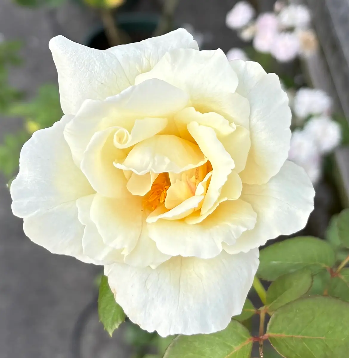 鴨居玲 花 バラ 薔薇 鑑定書なし バラ 八月も バラ|園芸日記byケヤキりんどう|みんなの趣味の