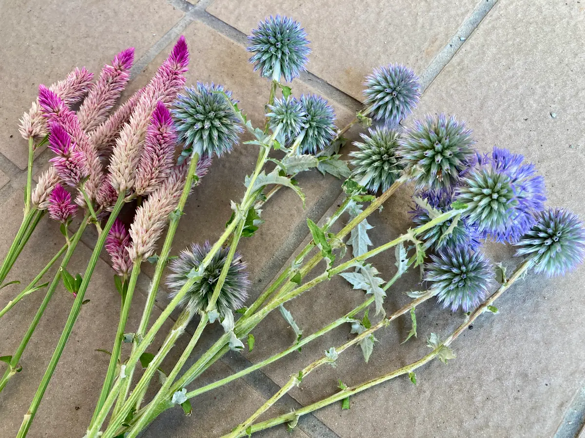 月が注ぐ花 明け方、昇っていた月と。 花と空の儚い空気感が好きです