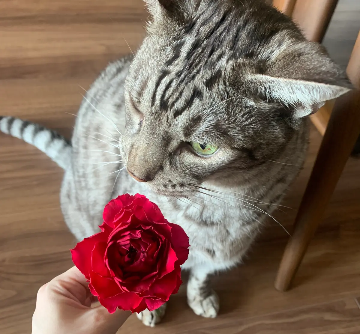 バラの花と蕾とり｜園芸日記byオシキャット｜みんなの趣味の園芸