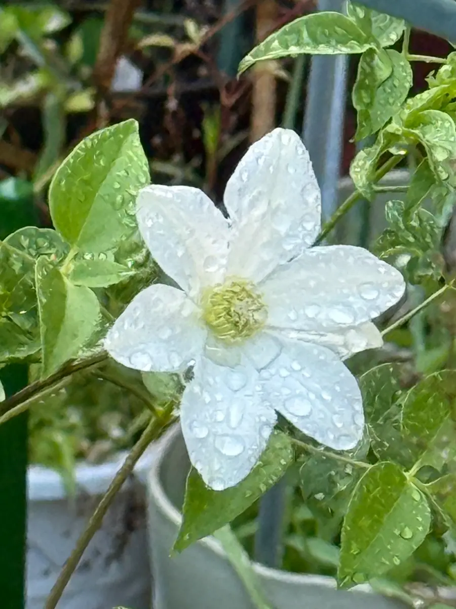我が家の花たち クレマチス｜園芸日記byタバシナ｜みんなの趣味