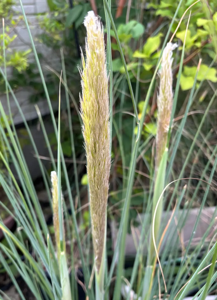 パンパスグラス・エビータ｜園芸日記by富山昌克（トミー）｜みんなの