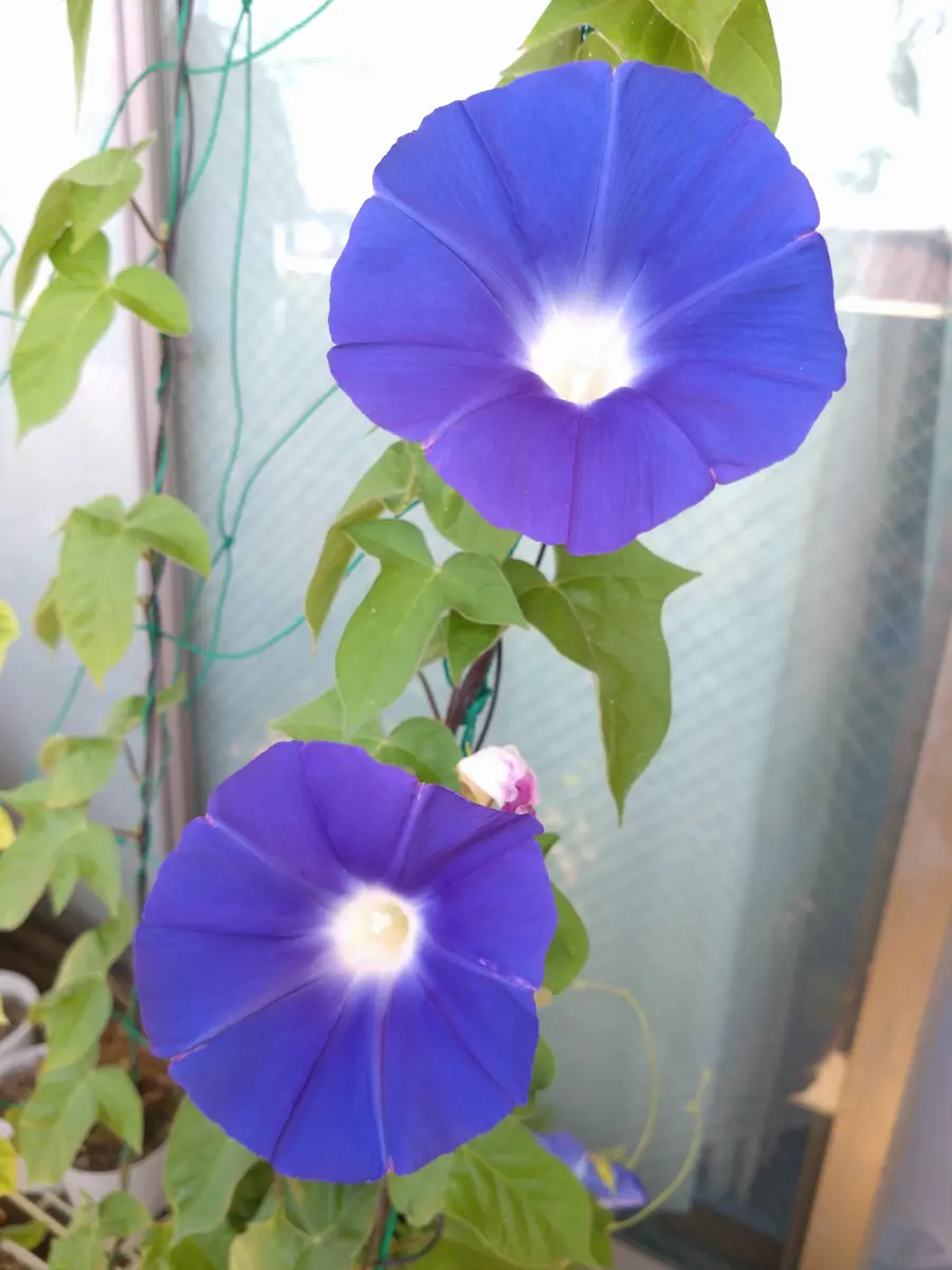 今年は濃いブルーと薄い水色の朝顔が咲きました🪻｜園芸日記byさくら