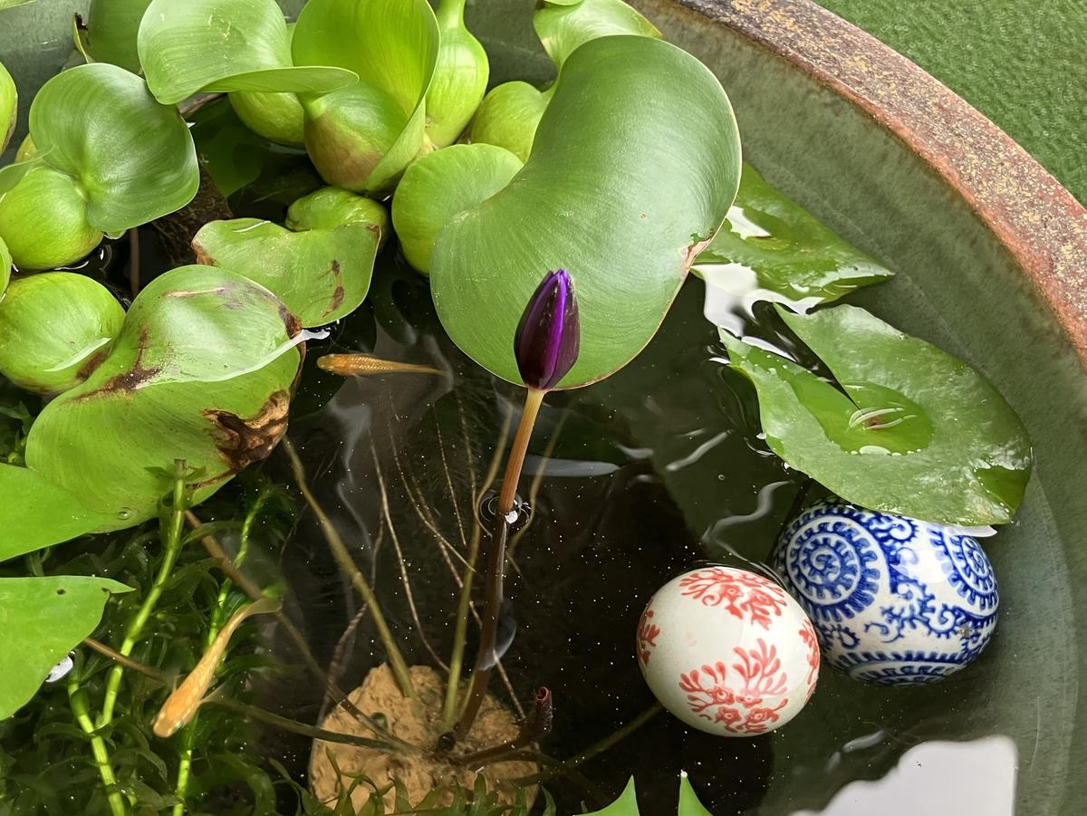 熱帯スイレン〜紫式部｜園芸日記byひいすけ｜みんなの趣味の園芸｜1364358