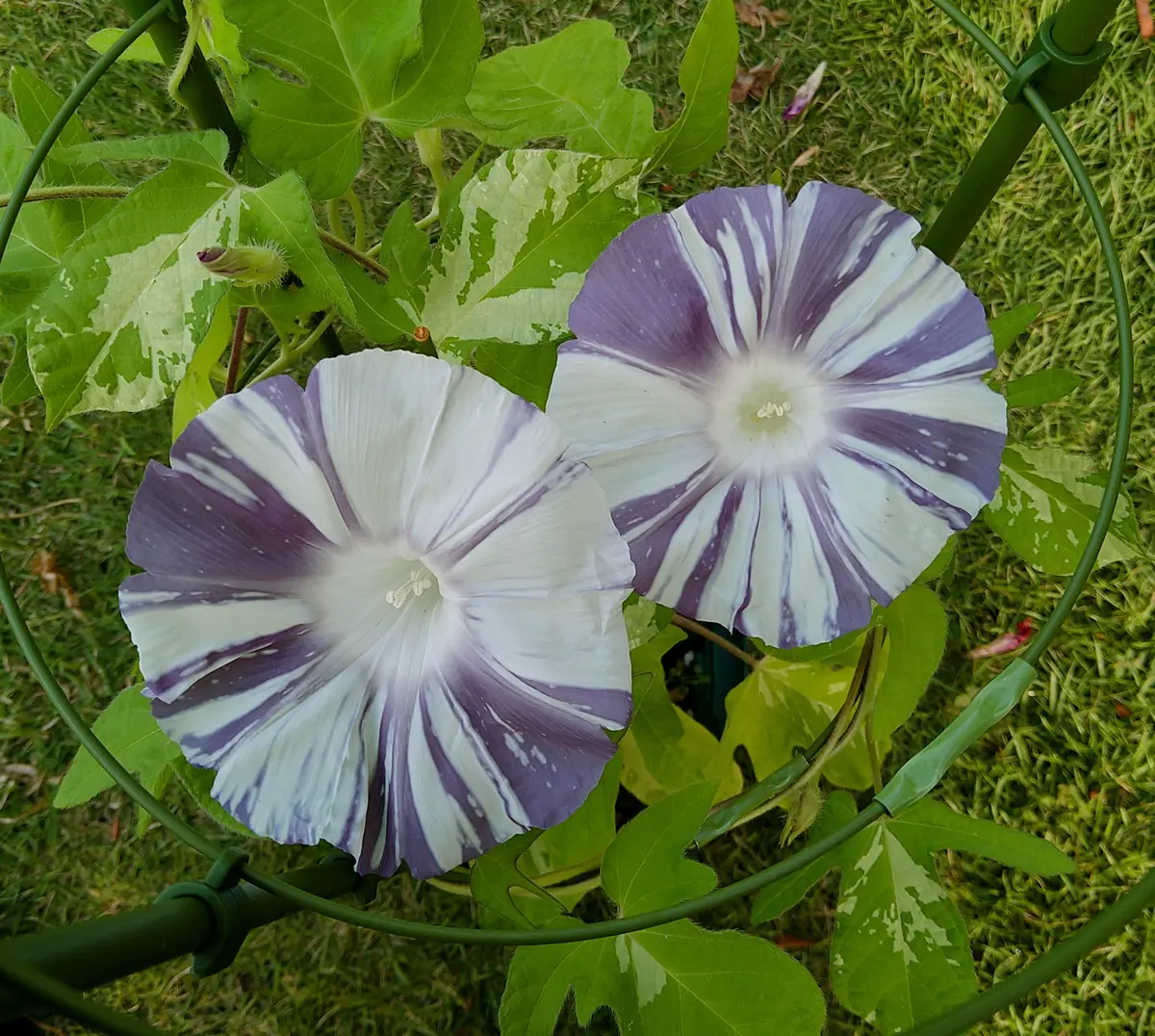 変化朝顔2025】しましま｜園芸日記byformosana｜みんなの趣味の園芸