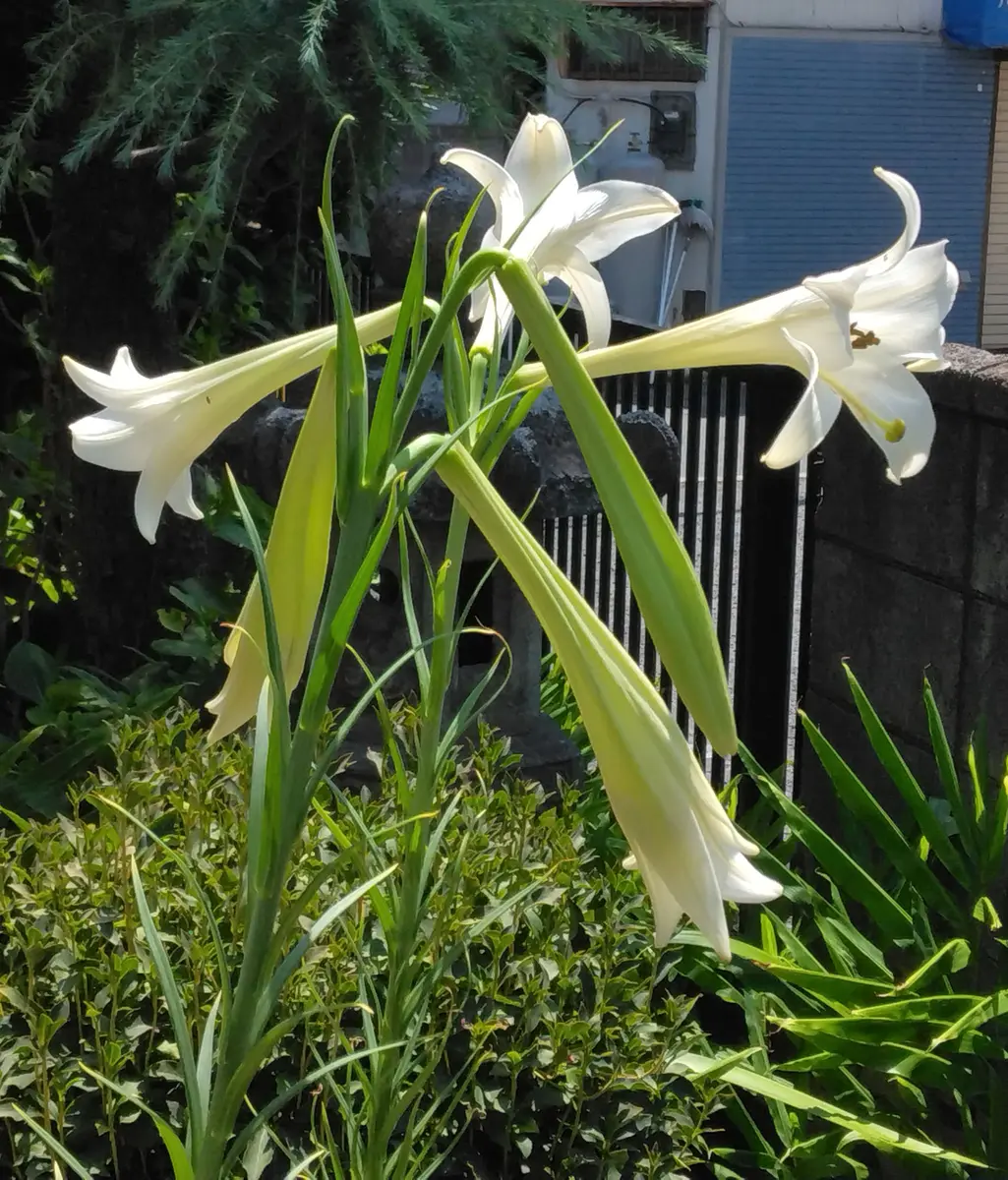タカサゴユリ｜園芸日記byTsunechan｜みんなの趣味の園芸｜1364641