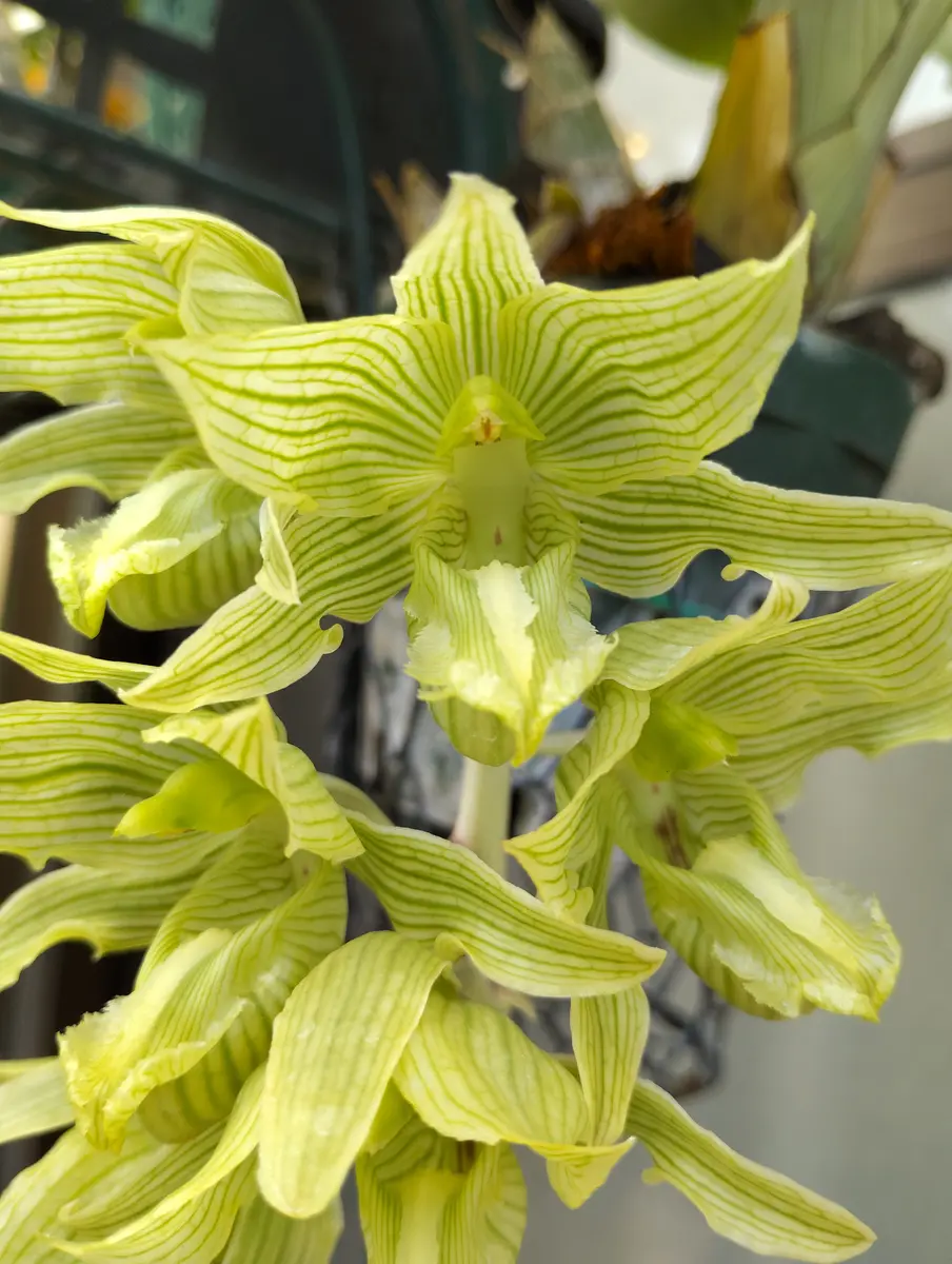 タケノコ蘭が満開になりました🌼｜園芸日記by塔ノ岳｜みんなの趣味の