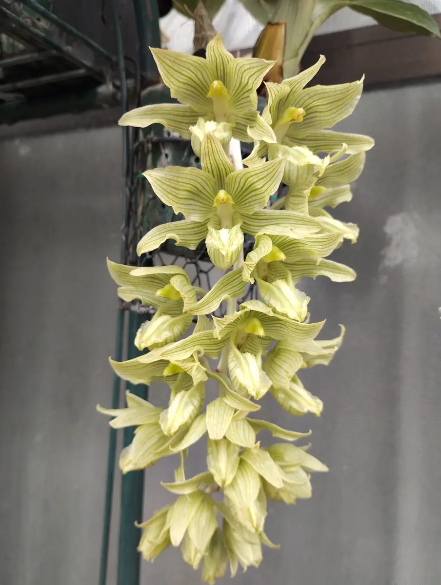 タケノコ蘭が満開になりました🌼｜園芸日記by塔ノ岳｜みんなの趣味の