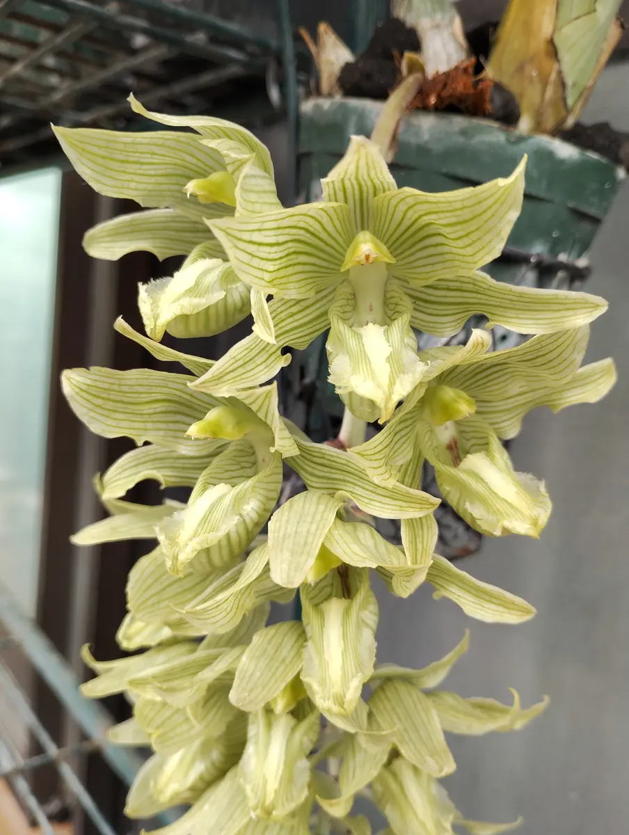 タケノコ蘭が満開になりました🌼｜園芸日記by塔ノ岳｜みんなの趣味の