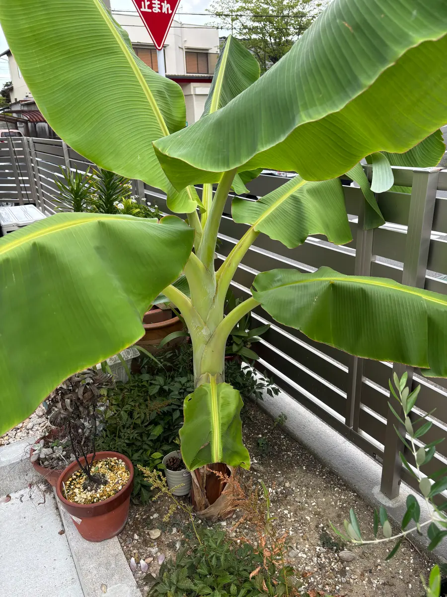 バナナ🍌ドワーフナムワ｜園芸日記byayaii｜みんなの趣味の園芸