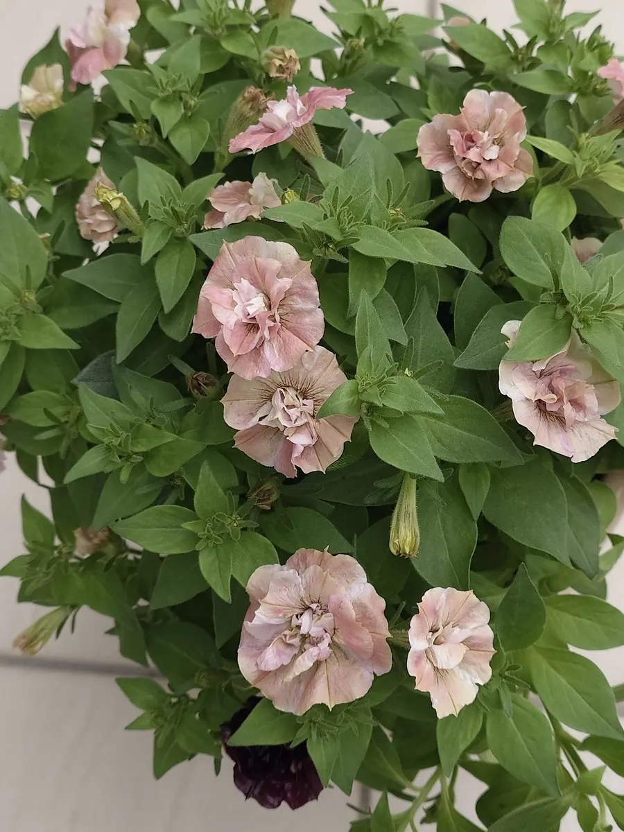 ペチュニア桜モダン(切り戻し後)｜園芸日記byNash｜みんなの趣味の園芸