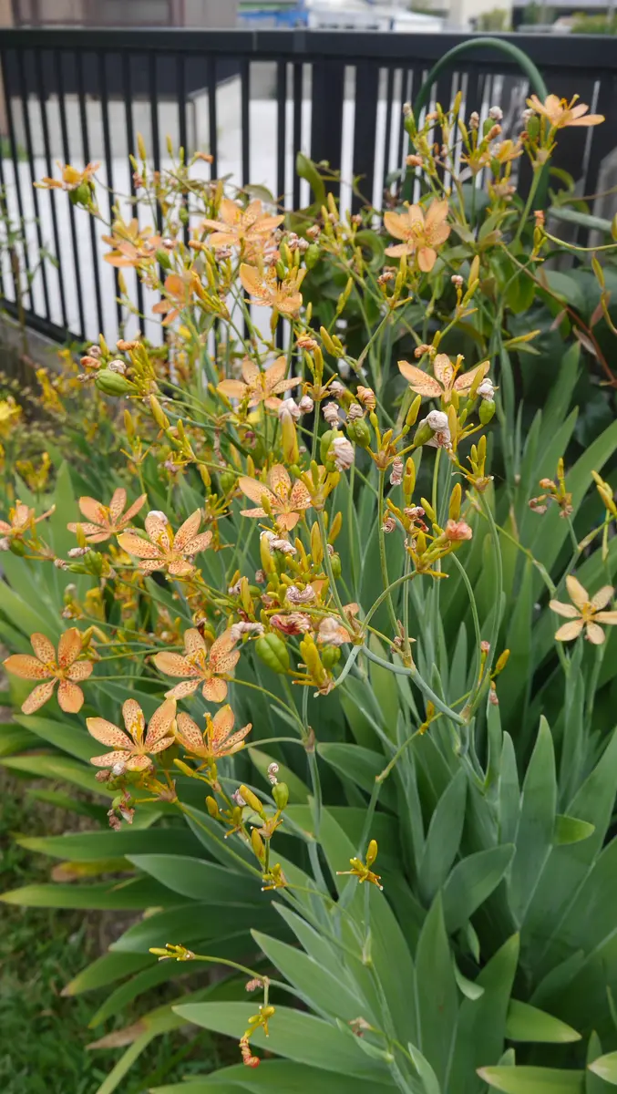 mizu ヒオウギ（日扇） mizu ヒオウギ（日扇） 楽天市場】【ヒオウギ属】ダルマ日扇 4.5号