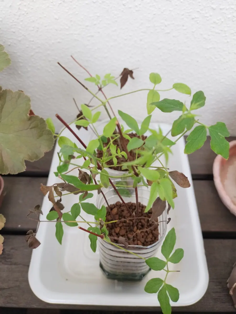 クレマチス　挿し木苗　666円より　苗状態確認中 クレマチス 挿し木苗 666円より 苗状態確認中 クレマチスの挿し木｜適した