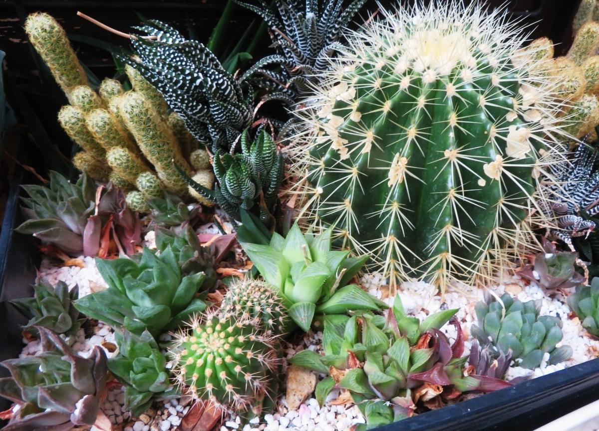 🌵サボテンと多肉植物の寄せ植え｜園芸日記byロッキー｜みんなの趣味の 