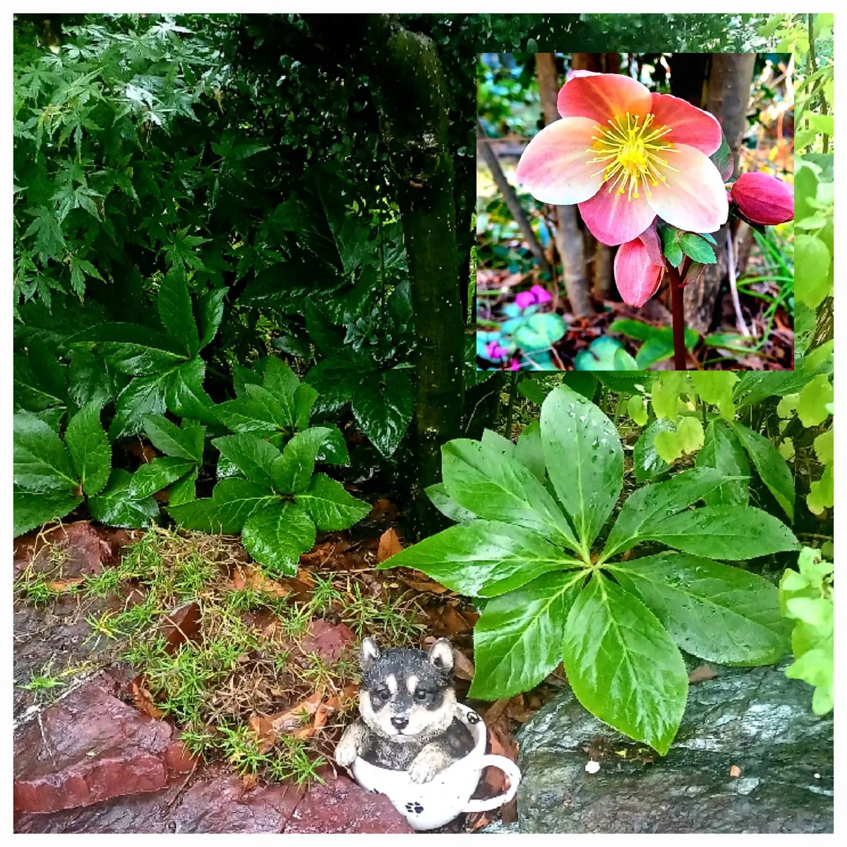 恵みの雨で庭植えのクリスマスローズも生き生きしています｜園芸日記by
