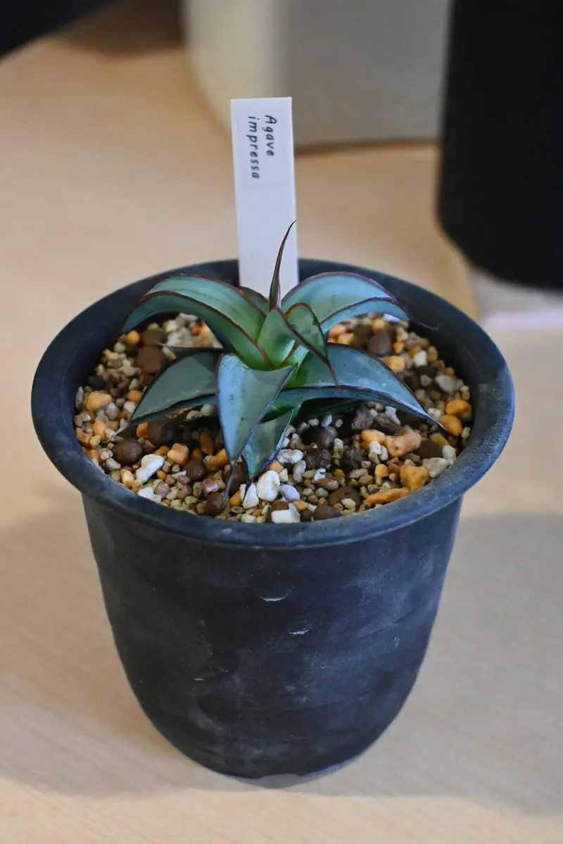 アガベ・インプレッサ(購入後11カ月)｜園芸日記by金属イグアナ