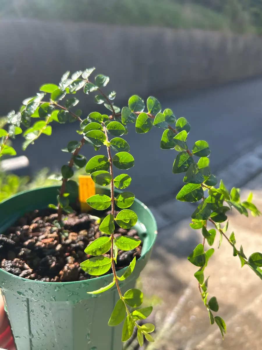 ミルシアリアの日記一覧|アウルの森さんの園芸日記-みんなの趣味
