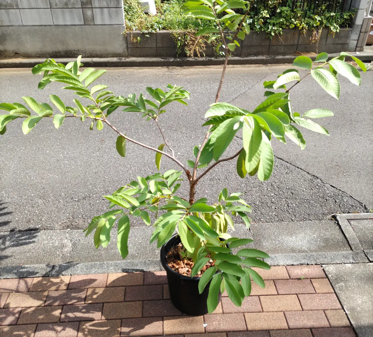ピンクグアバがいろいろヤバい💦｜園芸日記byanjun｜みんなの趣味の