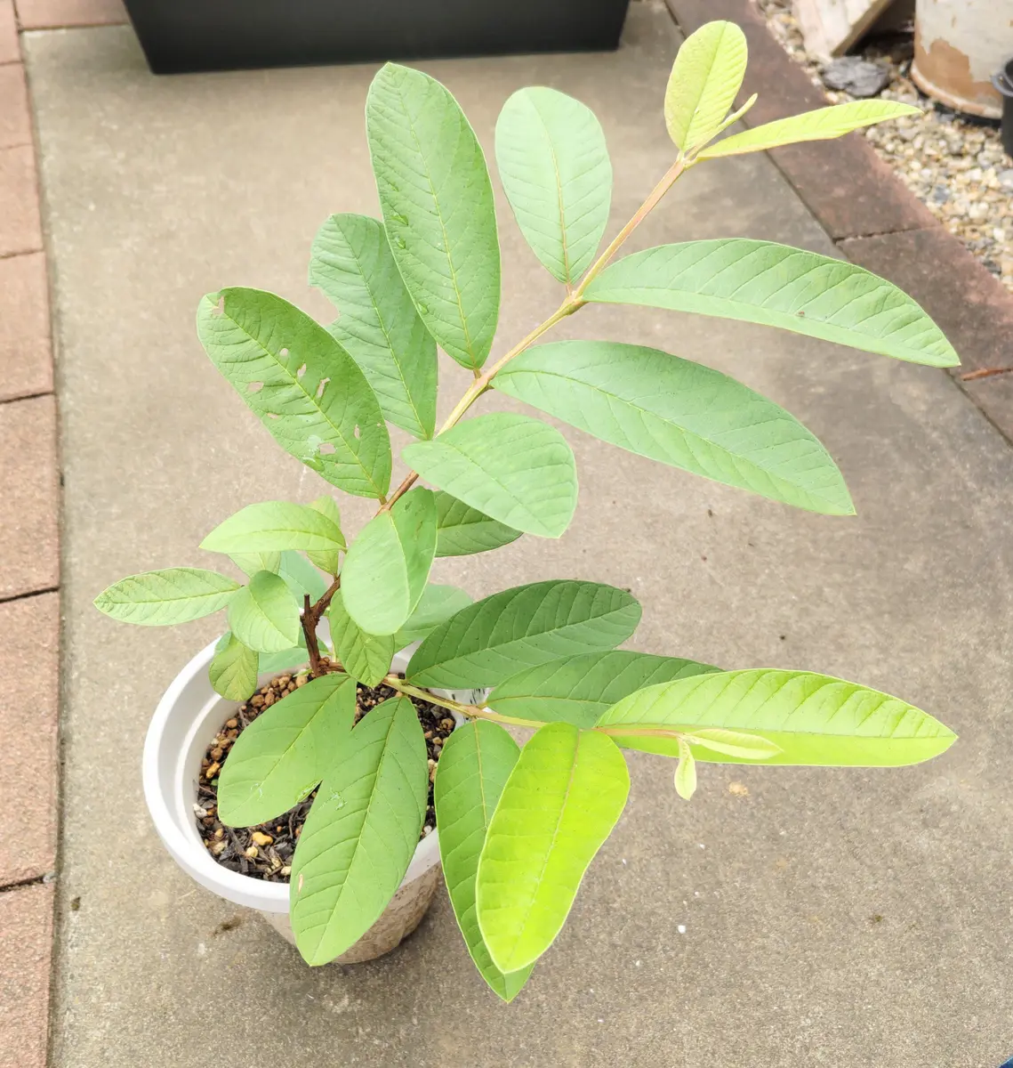 開花❗️ 大玉グアバ　ピンク　耐寒性 ピンクグアバがいろいろヤバい💦｜園芸日記byanjun｜みんなの