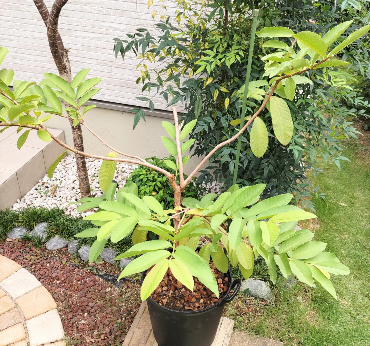 開花❗️ 大玉グアバ　ピンク　耐寒性 ピンクグアバがいろいろヤバい💦｜園芸日記byanjun｜みんなの