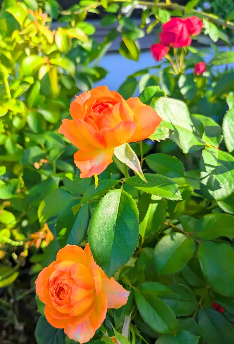 湖に咲く薔薇　2枚セット　ヘルメスやゴジラに OzzOneste ヤエチカ店🐝 on X: 
