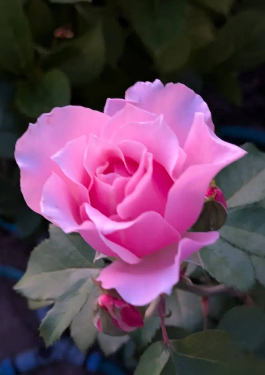 湖に咲く薔薇　2枚セット　ヘルメスやゴジラに 夜明けに咲く薔薇🌹｜園芸日記byハコベラ｜みんなの趣味の園芸