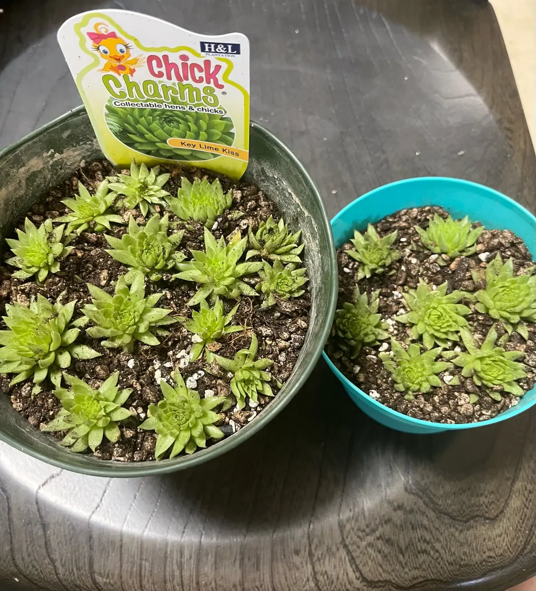 調整中センペルビウム リース① 16cm 調整中センペルビウム リース➄ 16cm 調整中センペルビウム リース①