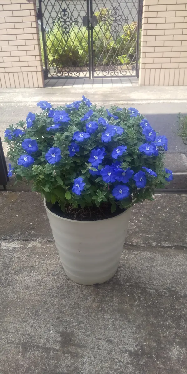 アメリカンブルー｜園芸日記byおきん｜みんなの趣味の園芸｜1367449