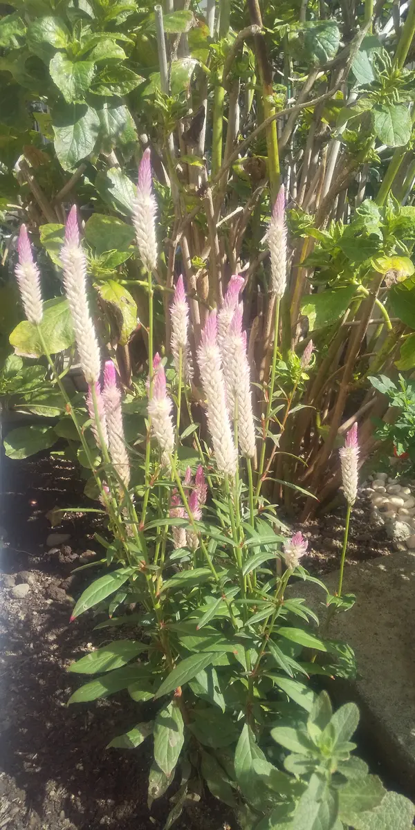 アメリカンブルー｜園芸日記byおきん｜みんなの趣味の園芸｜1367449