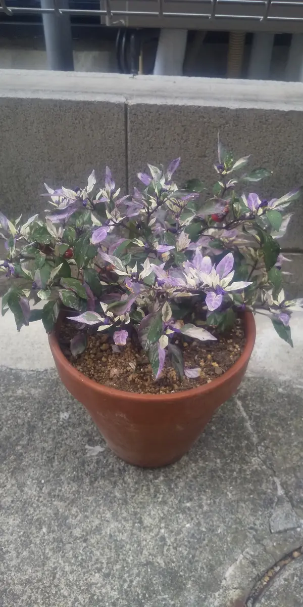 アメリカンブルー｜園芸日記byおきん｜みんなの趣味の園芸｜1367449