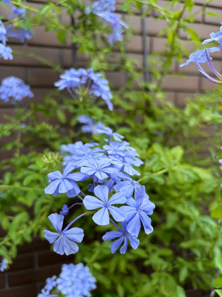 ルリマツリ　ブルペンバコ ルリマツリ｜園芸日記byビーコン｜みんなの趣味の園芸｜1367488
