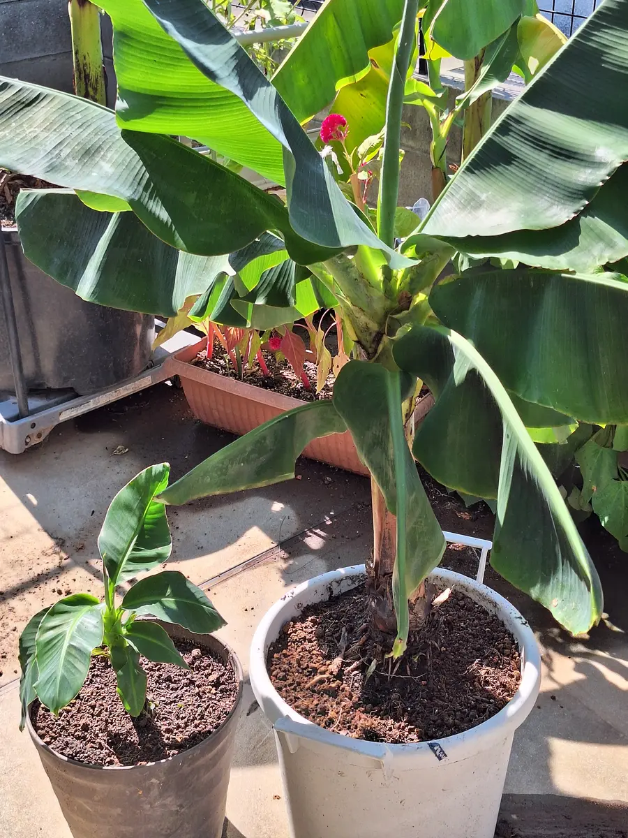 ☆バナナ☆班入り☆6号鉢☆超希少 バナナ☆