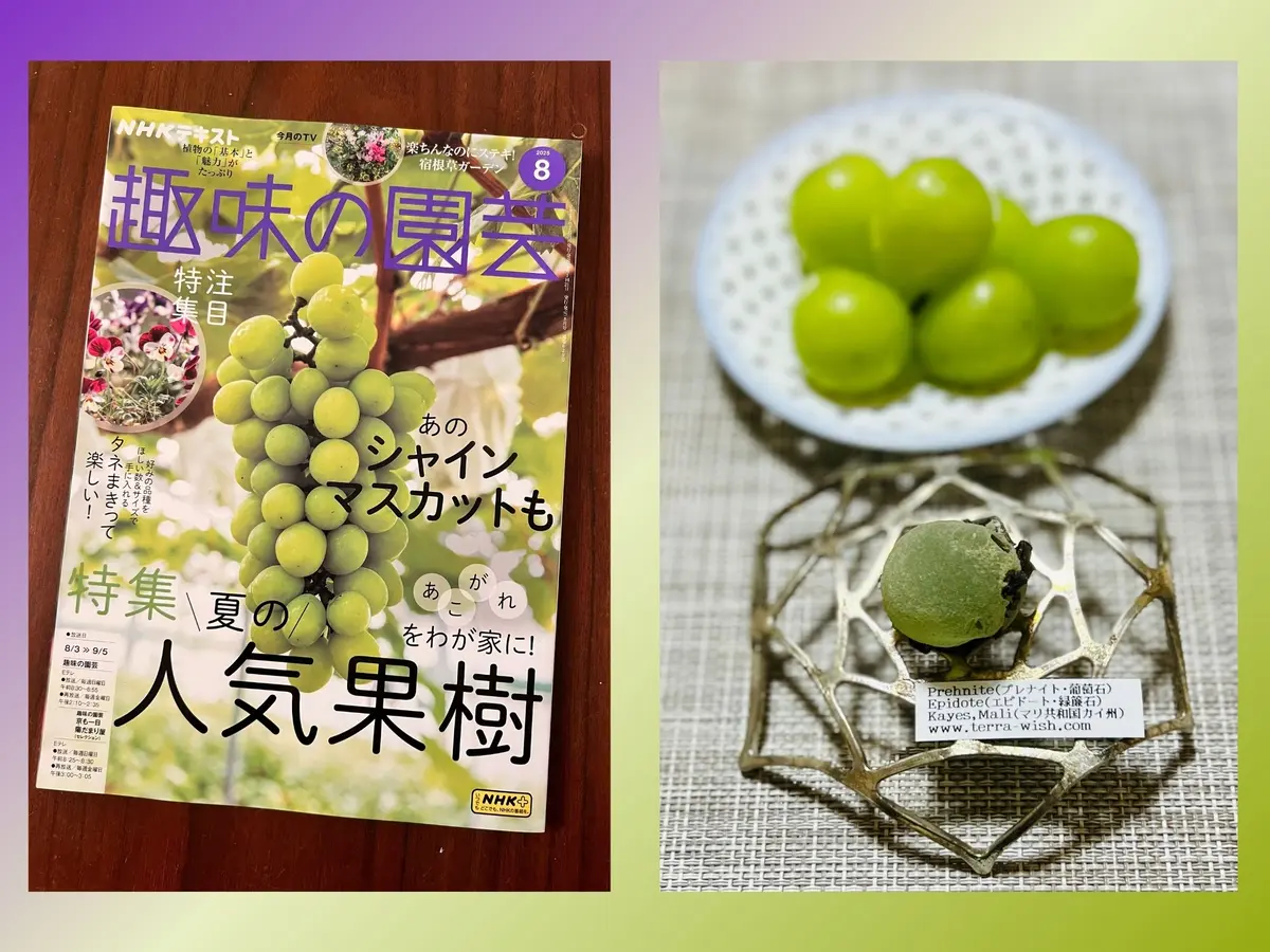 美月  シャインマスカット シャインマスカットは食べる宝石、プレナイトは食べられない葡萄