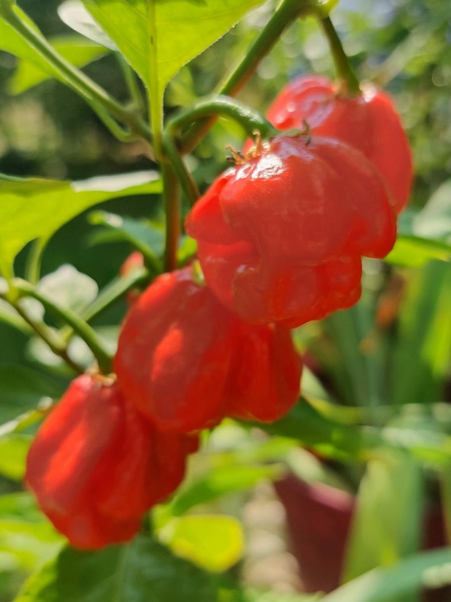 トウガラシのキャロライナ・リーパー🌶｜園芸日記byIrisGarden