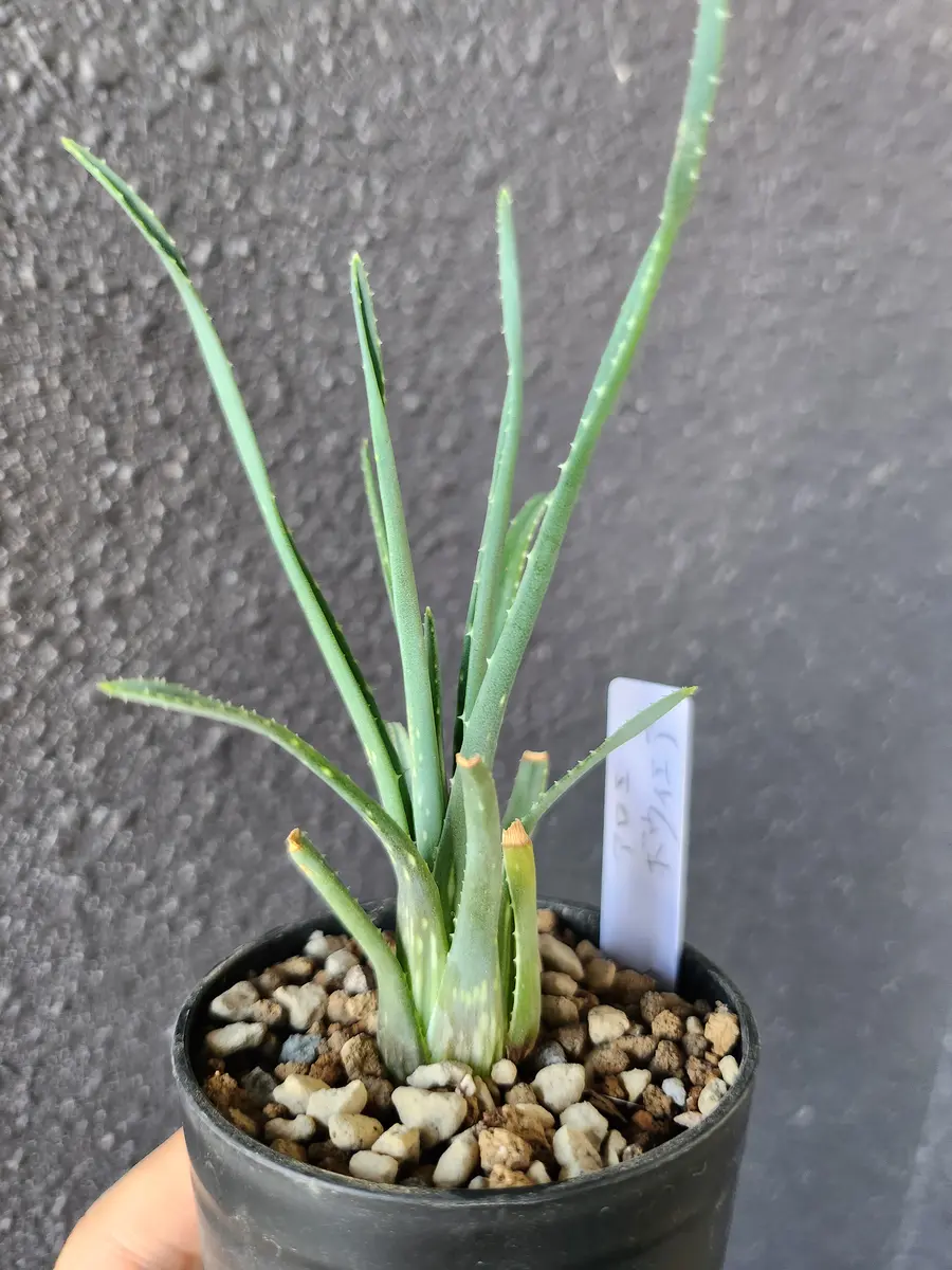 Miyaさん苗 命名苗 かなで オレンジ札 miya苗 オレンジ札 命名苗 かな