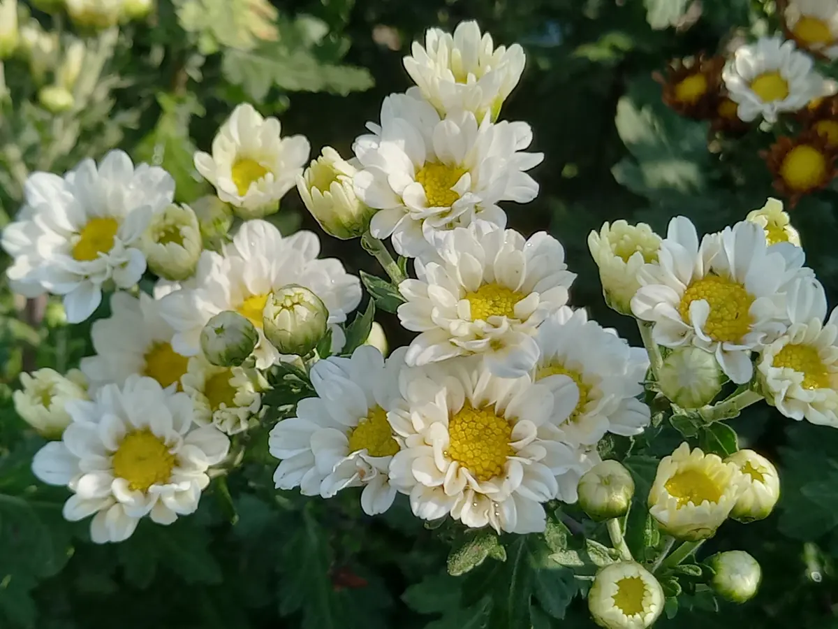 夏菊｜園芸日記byこんちゃん｜みんなの趣味の園芸｜1369273