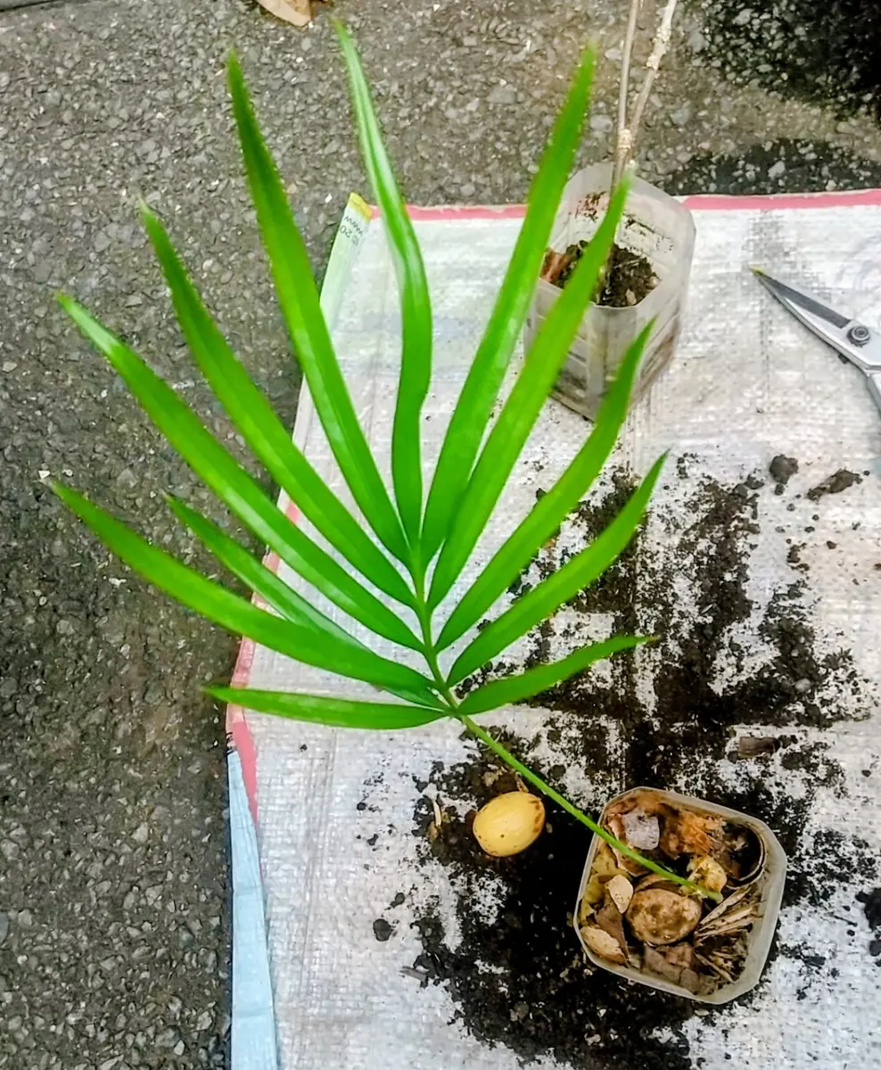 ムクゲの挿し木ポットからソテツが発芽｜園芸日記byTokio🌺Bloem