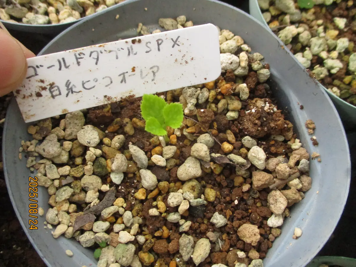 ♡～あんず～♡、2025年発芽クリスマスローズ赤ちゃん苗 ♡～あんず～♡様専用、2025年発芽クリスマスローズ赤ちゃん苗