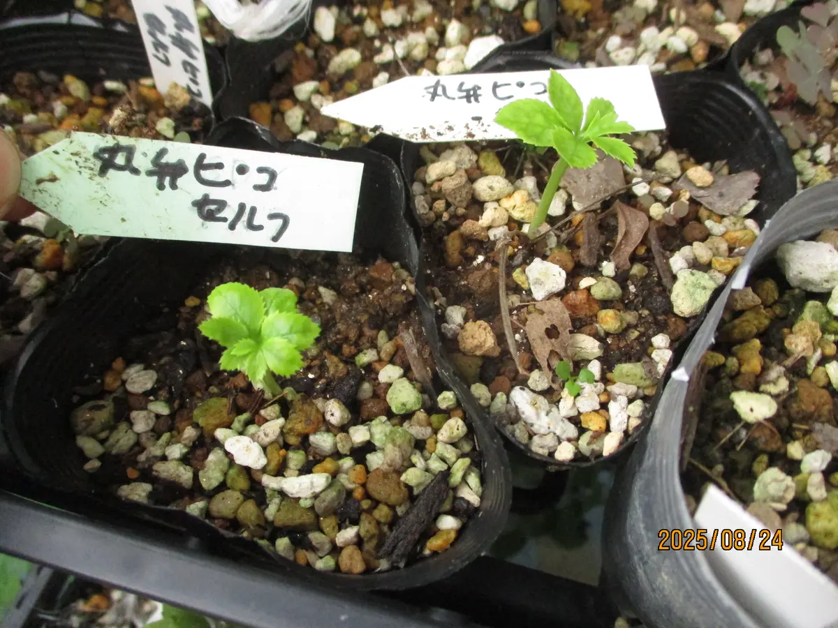 クリスマスローズの新芽｜園芸日記byみゆき｜みんなの趣味の園芸｜1369844