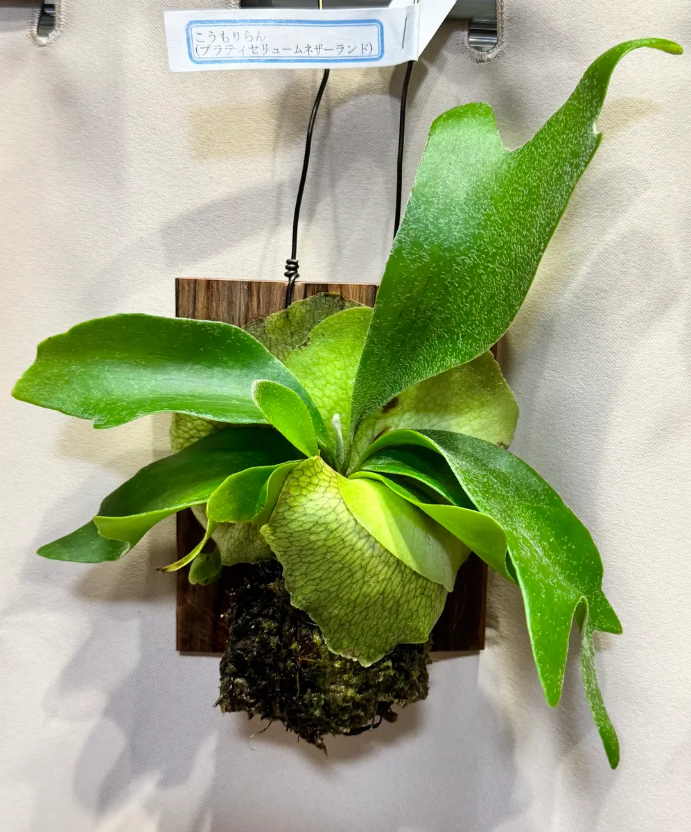 買いました】ビカクシダ プラティセリュームネザーランド｜園芸日記by