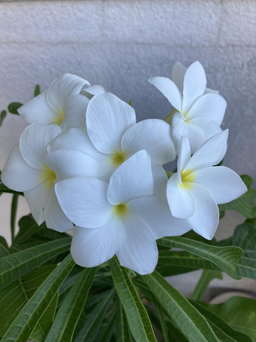 プルメリア プディカ 白花 花芽付き 大株 高さ約100cm ボリューム抜群 プルメリア・プディカ｜園芸日記bymikatan｜みんなの趣味の園芸｜1370604