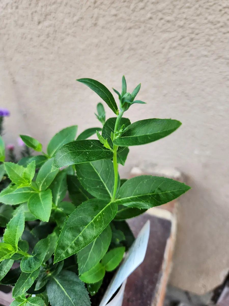 高齢者 いきいき 活動ポイント手帳｜園芸日記byピンク·レモネード｜みんなの趣味の園芸｜1370685