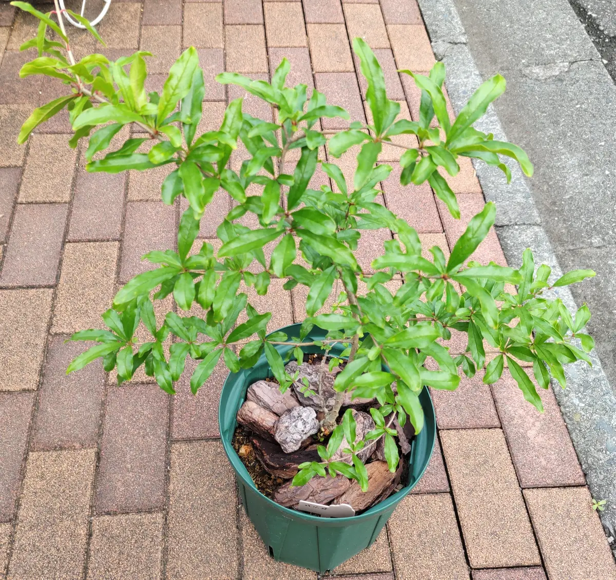 ザクロ★ 苗木 鉢植え 落葉樹★本島限定 ザクロ☆ 苗木 鉢植え 落葉樹☆本島限定 ザクロ☆ 苗木 鉢植え 落葉樹