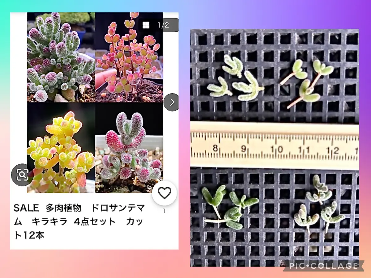 新入荷 多肉植物 ドロサンテマム キラキラ アイスオレンジ 抜き