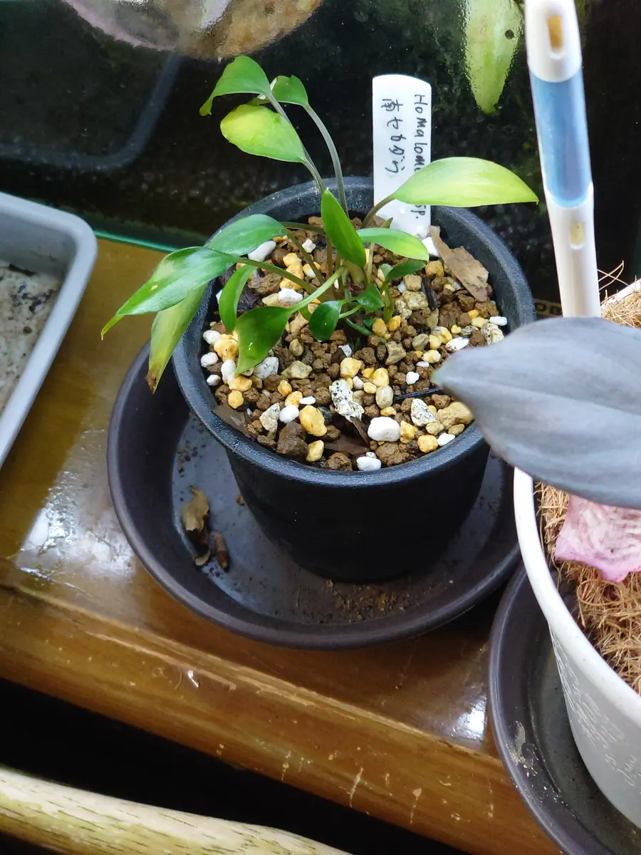 ラビシアsp.の日記一覧|時を越える猫さんの園芸日記-みんなの趣味の園芸
