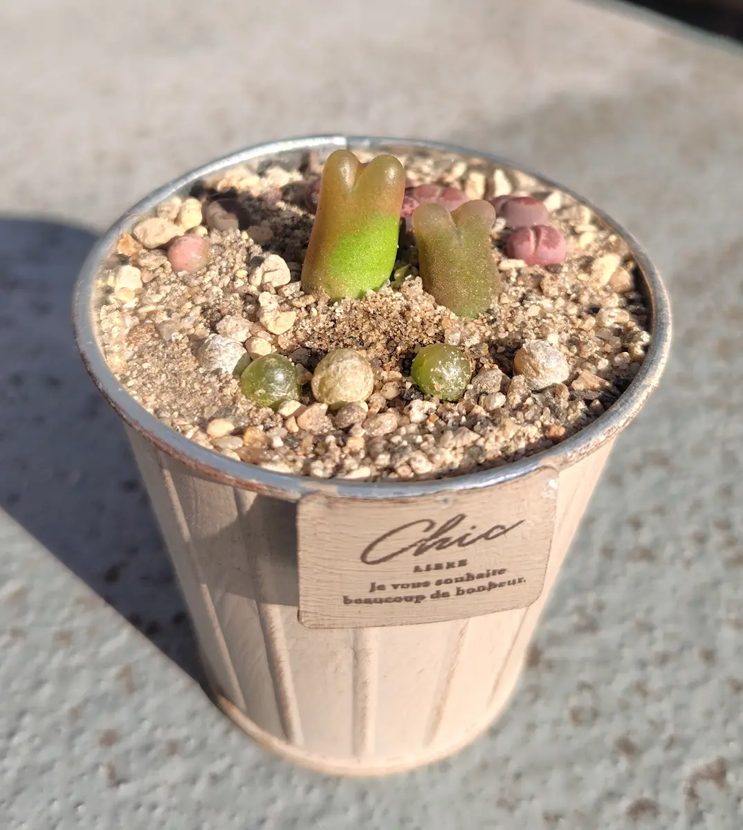 *ぷーさん*参考画像　多肉植物の種子と60デザートハーモニー　札無し ぷーさん*参考画像 多肉植物の種子と60デザートハーモニー 札