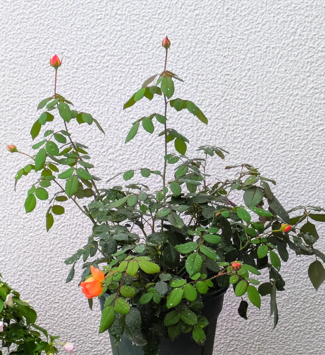 レディエマハミルトンの挿し木株｜園芸日記byハコベラ｜みんなの趣味の